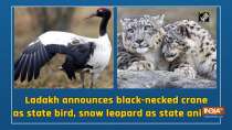 Ladakh announces black-necked crane as state bird, snow leopard as state animal