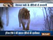 Aaj Ka Viral: How a man got surrounded by four tigers?