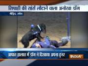 Police dog appears to perform CPR on partner in Spain