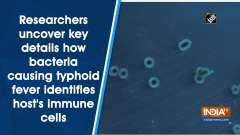 Researchers uncover key details how bacteria causing typhoid fever identifies host's immune cells