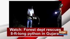 Watch: Forest dept rescues 8-ft-long python in Gujarat