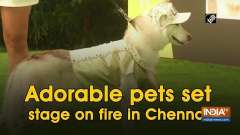 Adorable pets set stage on fire in Chennai