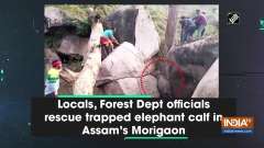 Locals, Forest Dept officials rescue trapped elephant calf in Assam's Morigaon