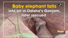 Baby elephant falls into pit in Odisha's Ganjam, later rescued