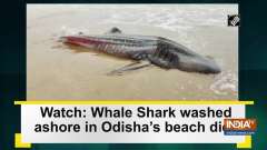 Watch: Whale Shark washed ashore in Odisha's beach dies