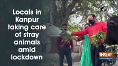 Locals in Kanpur taking care of stray animals amid lockdown