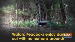 Watch: Peacocks enjoy day out with no humans around!