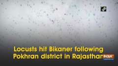 Locusts hit Bikaner following Pokhran district in Rajasthan