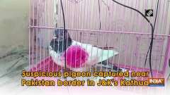 Suspicious pigeon captured near Pakistan border in J&K's Kathua