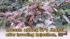 Locusts attack UP's Jhansi after invading Rajasthan, MP