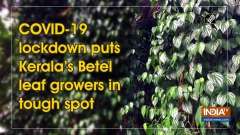 COVID-19 lockdown puts Kerala's Betel leaf growers in tough spot