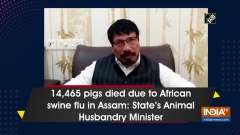 14,465 pigs died due to African swine flu in Assam: State's Animal Husbandry Minister