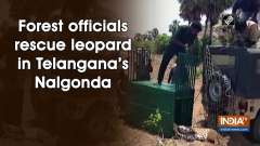 Forest officials rescue leopard in Telangana's Nalgonda