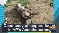 Dead body of leopard found in AP's Ananthapuramu