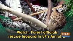 Watch: Forest officials rescue leopard in UP's Amroha