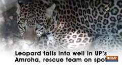 Leopard falls into well in UP's Amroha, rescue team on spot