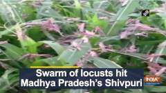 Swarm of locusts hit Madhya Pradesh's Shivpuri