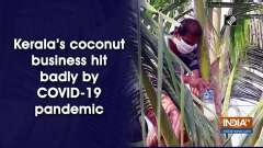 Kerala's coconut business hit badly by COVID-19 pandemic