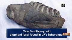 Over 5-million-yr old elephant fossil found in UP's Saharanpur