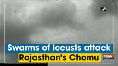 Swarms of locusts attack Rajasthan's Chomu