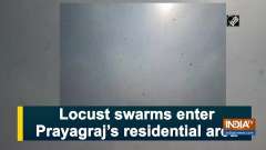 Locust swarms enter Prayagraj's residential area