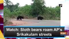 Watch: Sloth bears roam AP's Srikakulam streets