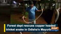 Forest dept rescues copper headed trinket snake in Odisha's Mayurbhanj