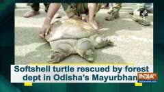 Softshell turtle rescued by forest dept in Odisha's Mayurbhanj