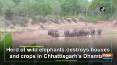 Herd of wild elephants destroys houses and crops in Chhattisgarh's Dhamtari
