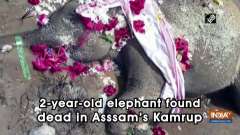 2-year-old elephant found dead in Asssam's Kamrup