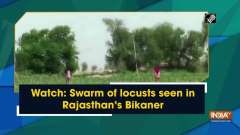 Watch: Swarm of locusts seen in Rajasthan's Bikaner