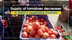 Supply of tomatoes decreases in Delhi's vegetable markets