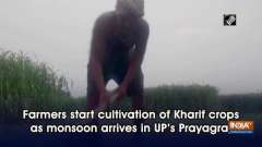Farmers start cultivation of Kharif crops as monsoon arrives in UP's Prayagraj