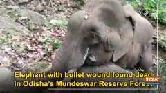 Elephant with bullet wound found dead in Odisha's Mundeswar Reserve Forest