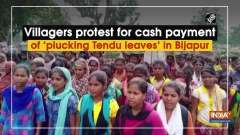 Villagers protest for cash payment of 'plucking Tendu leaves' in Bijapur