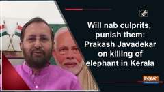 Will nab culprits, punish them: Prakash Javadekar on killing of elephant in Kerala