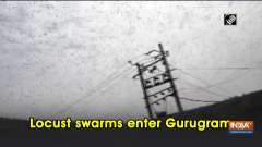 Locust swarms enter Gurugram