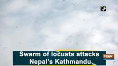 Swarm of locusts attacks Nepal's Kathmandu