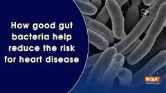 How good gut bacteria help reduce the risk for heart disease