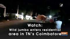 Watch: Wild jumbo enters residential area in TN's Coimbatore