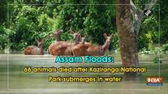 Assam Floods: 66 animals died after Kaziranga National Park submerges in water