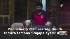 Puducherry man rearing South India's famous 'Rajapalayam' dogs