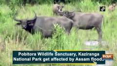 Pobitora Wildlife Sanctuary, Kaziranga National Park get affected by Assam floods