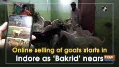 Online selling of goats starts in Indore as 'Bakrid' nears