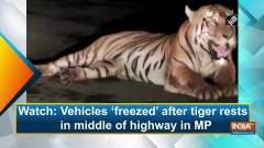 Watch: Vehicles 'freezed' after tiger rests in middle of highway in MP