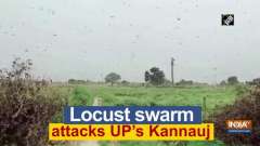 Locust swarm attacks UP's Kannauj