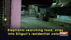 Elephants searching food, stray into Siliguri's residential colony