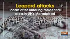 Leopard attacks locals after entering residential area in UP's Moradabad