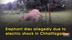 Elephant dies allegedly due to electric shock in Chhattisgarh