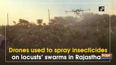 Drones used to spray insecticides on locusts' swarms in Rajasthan
